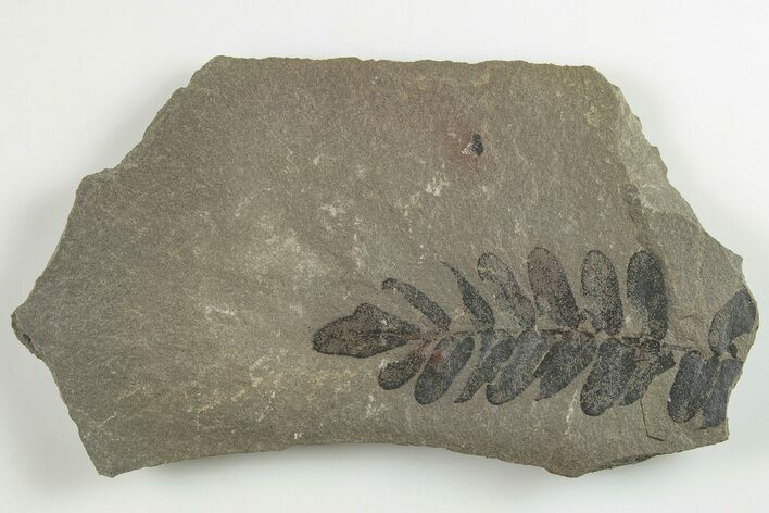 4.4" Pennsylvanian Fossil Fern (Neuropteris) Plate - Kentucky